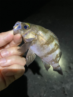 メバルが釣れました