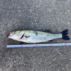 昼からショアジギング