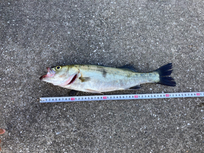 昼からショアジギング