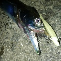 タチウオ乱舞な夜。