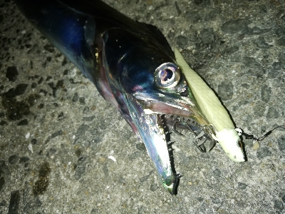 タチウオ乱舞な夜。