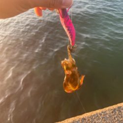 今年初エギング