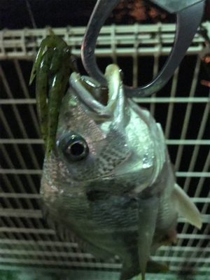 久しぶりのキビレ