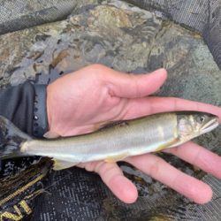 鮎釣り