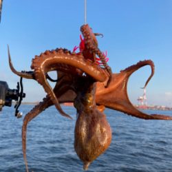 蛸はやっぱり居なくもない感じ。2杯。。