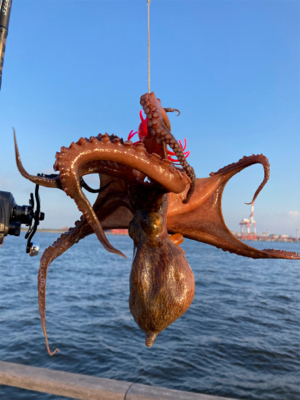 蛸はやっぱり居なくもない感じ。2杯。。