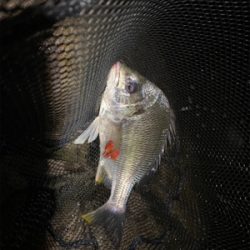 最河口でハマチが乱舞