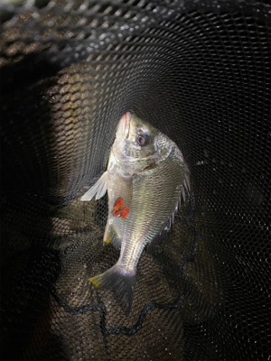 最河口でハマチが乱舞