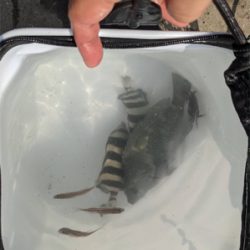 単身赴任後初釣り