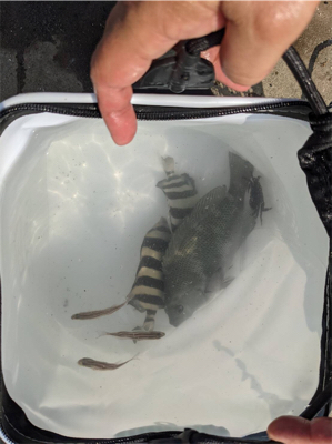 単身赴任後初釣り