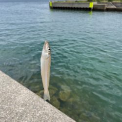 ちょい投げキス釣り