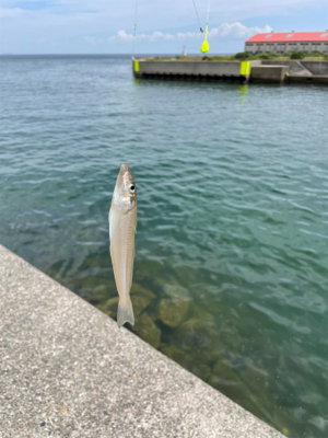 ちょい投げキス釣り