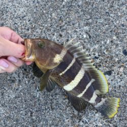 エギングとライトロック