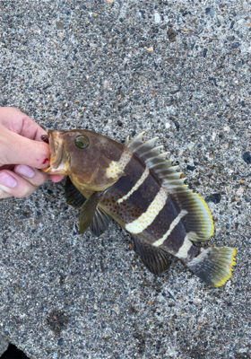 エギングとライトロック