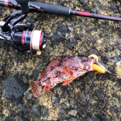 佐渡ヶ島 ハタゲーム&アオリ新子調査