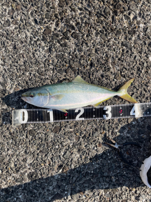 ショアジギング