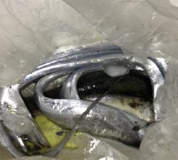 アジ、太刀魚つりにいっきました!