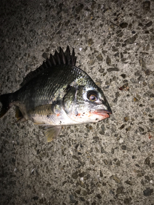 久しぶりのガシラ