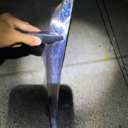 太刀魚入れ食い事件