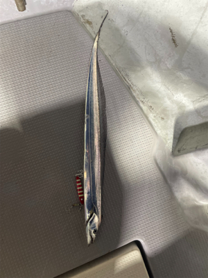 博多湾タチウオジギング