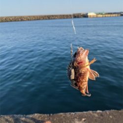 今日ボイルで挑戦