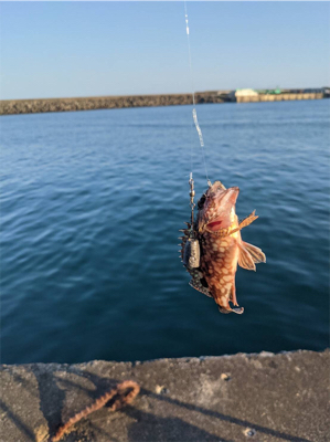 今日ボイルで挑戦