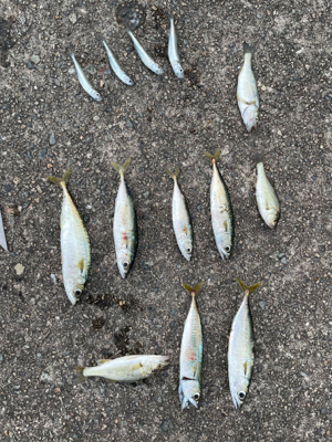 ひと回り成長した鯖くん