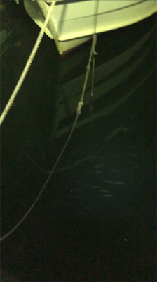 ベイトめっちゃ多い