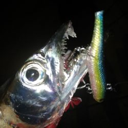 今宵も爆釣