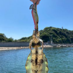 泉南秋イカスタート！！かもね