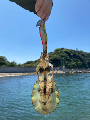 泉南秋イカスタート！！かもね