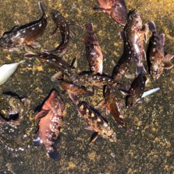 久々の一文字釣行です。