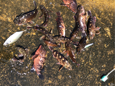 久々の一文字釣行です。