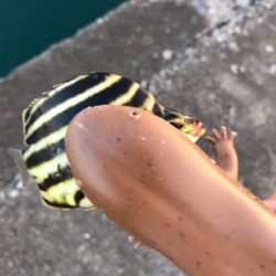 昨日のボイルがあまったので