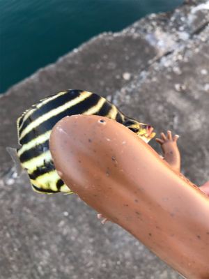 昨日のボイルがあまったので