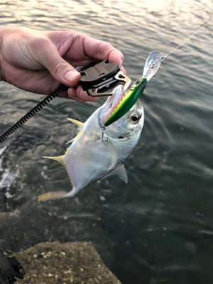 三浦半島メッキ開幕！