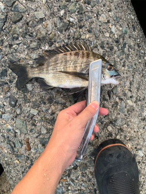 餌取りの先に…