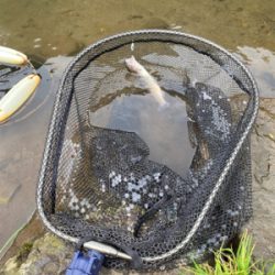 旅鱒カップin黒保根渓流フィッシング