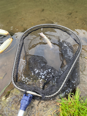 旅鱒カップin黒保根渓流フィッシング