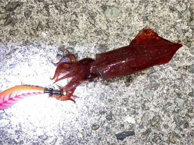 ライトエギングでケンサキイカ