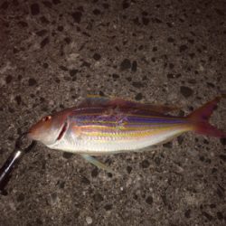 久しぶりの県南