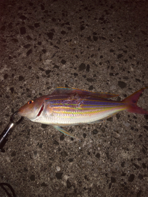 久しぶりの県南