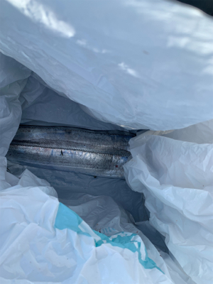 F5太刀魚にツバス