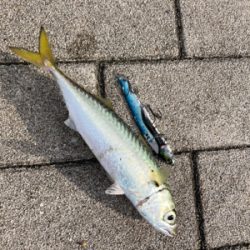 中鯖多くなり鯖無限。鯖祭りまくりw