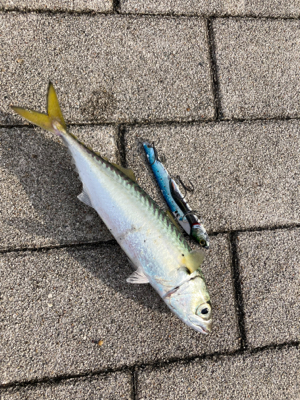 中鯖多くなり鯖無限。鯖祭りまくりw