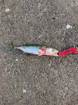 久しぶりの新波止