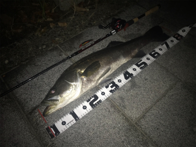 シーバス７９cm