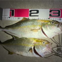 爆釣！まさかの青物