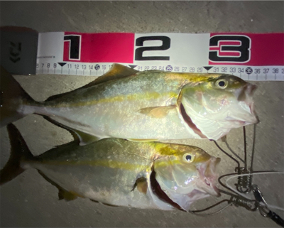 爆釣！まさかの青物