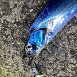 タチウオ爆釣！朝まづめはシオも？！